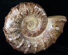Massive Wide Ammonite Fossil - Madagascar #14917-1